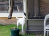 Birdie_in_Porch-0005