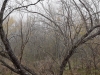 foggy_backyard_mesquite_tree
