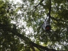004-hooty_owl_in_tree