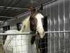 horseriding_july11-002