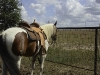 horseriding_july11-005