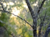 Mesquite Tree thorns