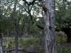 Interesting tree bark