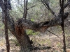 mud_creek_tree2