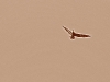 011-pelican_flight_old_photo
