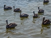 012-pelicans_water_original