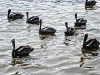 013-pelicans_water_bleach_bypass