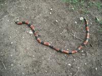 3rd coral snake