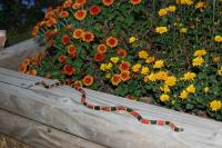 2nd coral snake