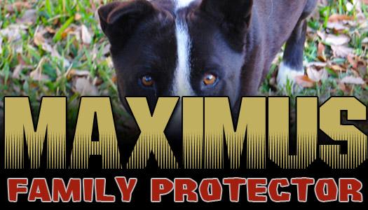 max_family_protector