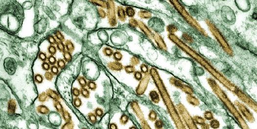 flu_virus