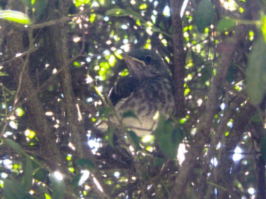 Birdie_in_Bush-sm
