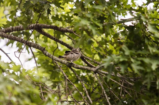 Birdie_in_tree_8-10-14_smaller