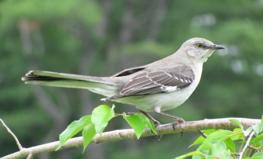 Northernmockingbird