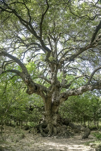 Tree_LBJ_Park