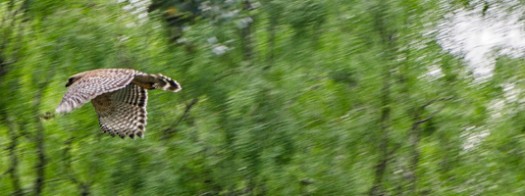 Hawk_hdr